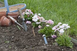 Planting bed border with daisy as bed edging