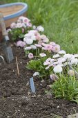 Plant border with daisy as bed edging