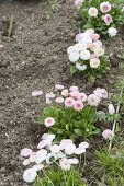 Plant border with daisy as bed edging