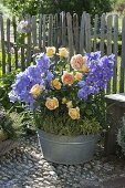 Zinc tub with rose 'Candlelight' (noble rose) with strong fragrance, frequent flowering