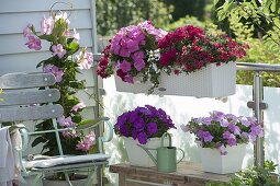 Petunia balcony in pink