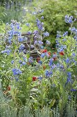 Anchusa azurea 'Loddon Royalist' (Ochsenzunge), Santolina