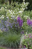 Beet mit Philadelphus 'Belle Etoile' (Pfeiffenstrauch, Bauernjasmin), Campanula