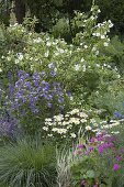 Bed with Philadelphus 'Belle Etoile' (Pipe Bush, Country Jasmine), Campanul