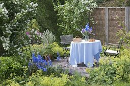 Kleine Terrasse umgeben von Beeten mit Philadelphus coronarius