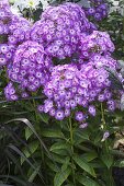 Phlox paniculata 'Purple Eye Flame' (Flammenblume)