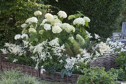 Schattenbeet mit Hydrangea arborescens 'Annabelle' (Ballhortensie)