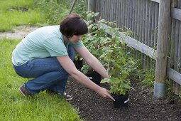 Woman plants raspberries in organic garden