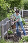 Frau pflanzt Sorbus aucuparia 'Edulis' (Essbare Eberesche) im Biogarten