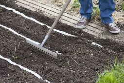 Vegetable sowing with seed tape