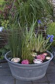 Zinc tub with marsh plants as mini pond