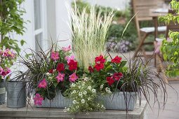 Zinc box with Mandevilla (Dipladenia), Pennisetum rubrum