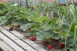 Mischkultur-Beet mit Erdbeeren und Zwiebeln pflanzen