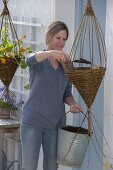 Planting nasturtiums in homemade willow traffic lights