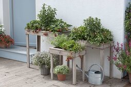 Planter boxes at table height planted with strawberries and herbs
