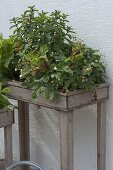 Planting crates at table height with strawberries and herbs