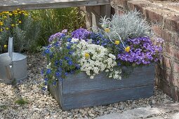 Blauer Holz-Kasten mit Anagallis monelli 'Angie Blue' (Gauchheil)