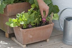 Harvest radish 'Plum Purple' in terracotta box