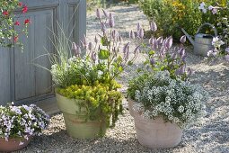 Sedum reflexum 'Yellow Cushion' (Fetthenne), Ptilotus exaltatus 'Joey'