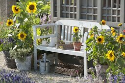 Bank zwischen Sonnenblumen am Gartenhaus