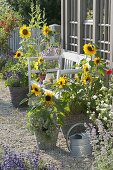 Bench between sunflowers at the garden house