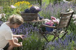 Lavendelernte im Garten