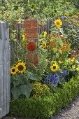 Variegated summer border with summer flowers and perennials
