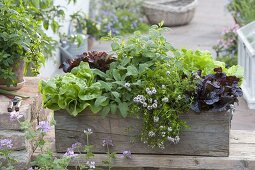 Holzkiste mit Kräutern und Salaten bepflanzen