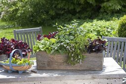 Holzkiste mit Kräutern und Salaten bepflanzen