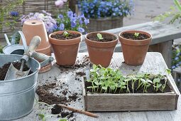 Mutter und Mädchen säen Sonnenblumen aus