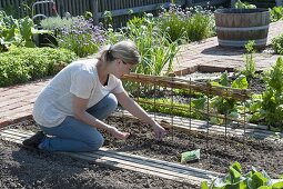 Growing sugar pea 'ambrosia' in the organic garden