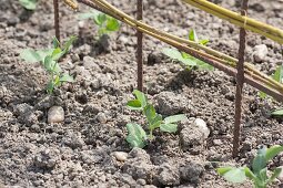 Grow sweet pea 'Ambrosia' in the organic garden