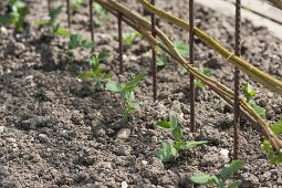 Zuckererbse 'Ambrosia' im Biogarten anbauen