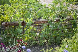 Growing sugar pea 'Ambrosia' in the organic garden