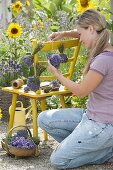 Woman tying lavender bouquets to dry