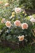 Rosa 'Candlelight' (sweet rose) with strong fragrance, flowering often by Tantau