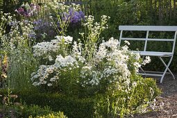 White bed with Chrysanthemum maximum (Summer daisies), Phlox