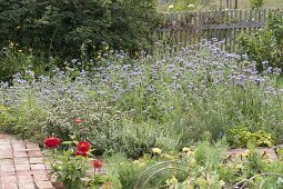 Bienenweide, Büschelschön, Bienenfreund (Phacelia tanacetifolia)