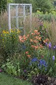 Old window as decoration object in flower bed: Lilium tigrinum (Tiger lily)