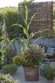 Sweet corn with summer flowers in terracotta pot