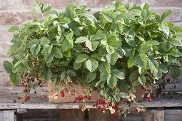 Erdbeeren 'Walderdbeere Alpen Rot' (Fragaria vesca) in Terracotta-Kasten