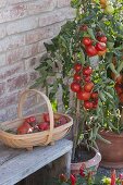 Tomato 'Diploma f1' (Lycopersicon), round-fruited, resistant variety