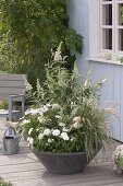 Grey bowl with white flowering plants: Buddleja Buzz 'Ivory'