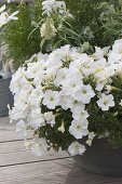 Graue Schale mit Petunia Perfectunia 'White' (Petunie)