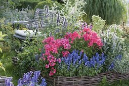 Flechtzaunbeet mit Phlox paniculata 'Frau A v Mauthner' syn 'Spitfire'