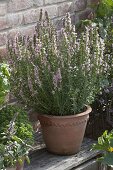 Hyssop 'Roseus' (Hyssopus officinalis) with pink flowers, use as tea