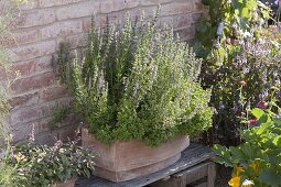 Terracotta box with hyssop and oregano