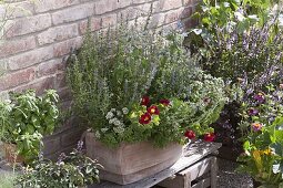 Terracotta box with hyssop and oregano