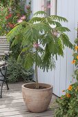 Albizia julibrissin 'Ombrella' (Seidenbaum) in Terrakotta-Kübel