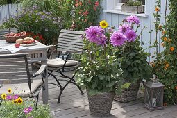 Dahlia 'Lavender Ruffles' (Decorative Dahlias) in baskets, seating arrangements, lanterns
